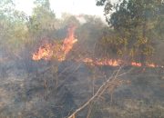 Kepulan asap kebakaran hutan melanda kawasan vegetasi di Taman Nasional Way Kambas, Lampung Timur