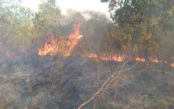 Kebakaran Landa Taman Nasional Way Kambas, Pemadaman Terkendala Akses Medan