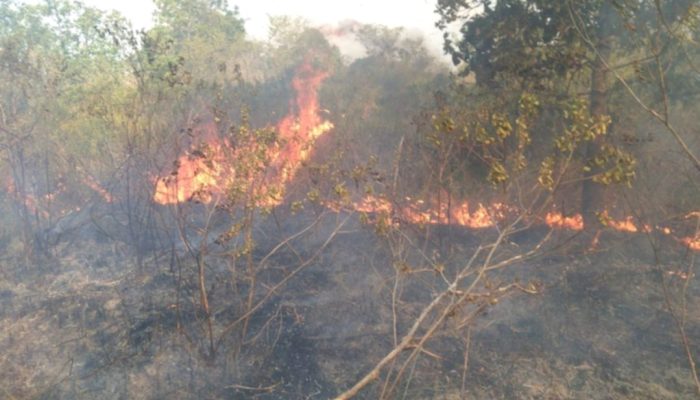 Kebakaran Landa Taman Nasional Way Kambas, Pemadaman Terkendala Akses Medan