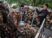Harga Referensi CPO Naik Jadi US$1.007,51 per September 2026
