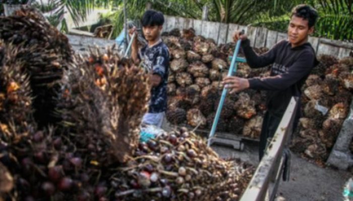 Harga Referensi CPO Naik Jadi US$1.007,51 per September 2026