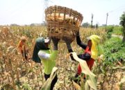 Pasokan Terbatas, Biofuel Lebih Efektif untuk Pesawat dan Kapal