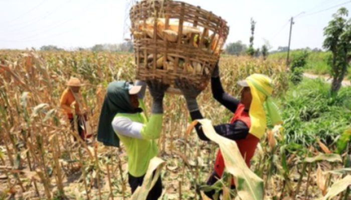 Pasokan Terbatas, Biofuel Lebih Efektif untuk Pesawat dan Kapal