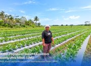 Kisah Sukses Petani Merauke Berkat Dukungan Pembiayaan Holding Ultra Mikro