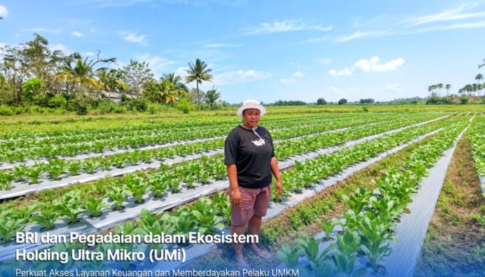 Kisah Sukses Petani Merauke Berkat Dukungan Pembiayaan Holding Ultra Mikro