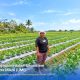 Petani di Merauke, Papua, yang berhasil mengembangkan usaha pertanian berkat dukungan pembiayaan Holding Ultra Mikro