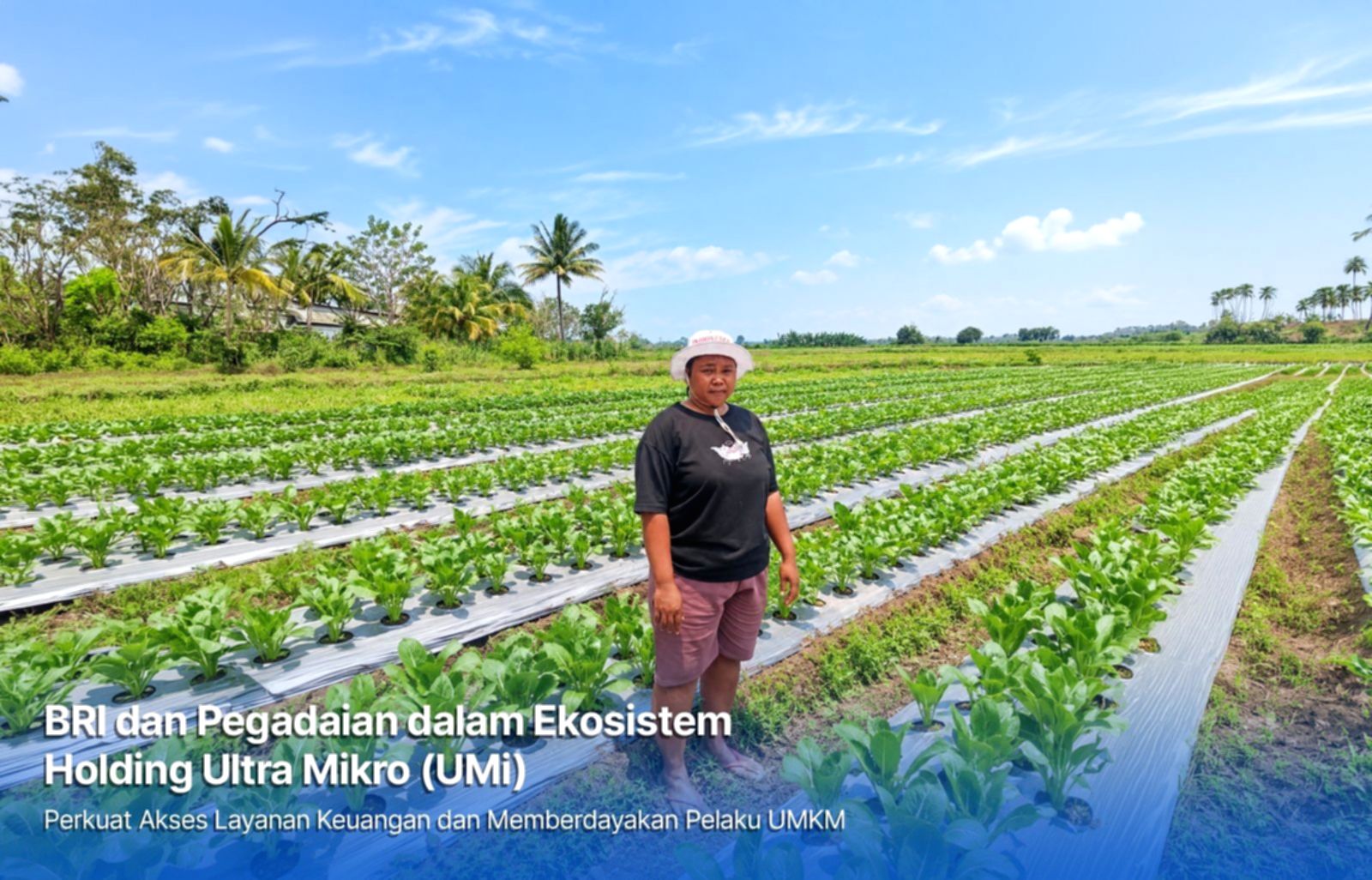 Petani di Merauke, Papua, yang berhasil mengembangkan usaha pertanian berkat dukungan pembiayaan Holding Ultra Mikro