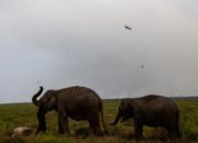Karhutla Ancam Kantong Gajah Sumatra di Padang Sugihan