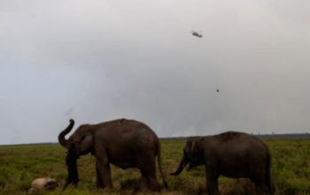 Karhutla Ancam Kantong Gajah Sumatra di Padang Sugihan