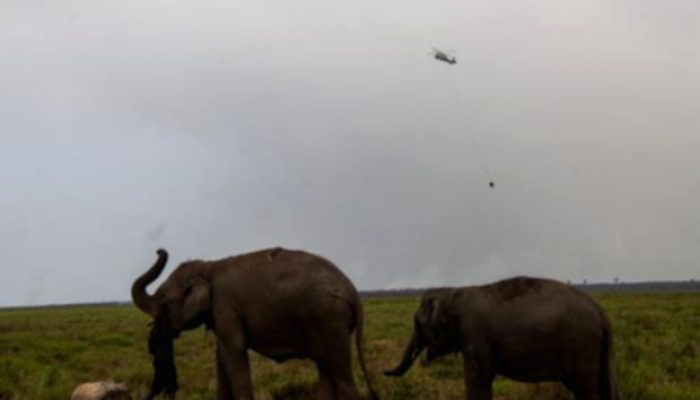 Karhutla Ancam Kantong Gajah Sumatra di Padang Sugihan
