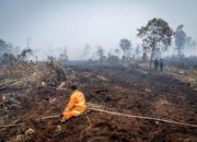 Minimnya Fungsi Lindung Ekosistem Gambut Riau Picu Risiko Karhutla