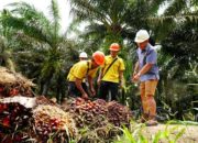 Papan nama PT Cisadane Sawit Raya Tbk di area perkebunan kelapa sawit