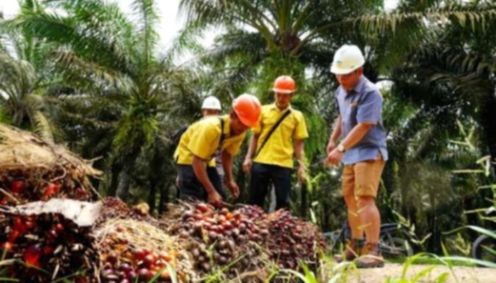 Tanggapan CSRA Terkait Lonjakan Bea Keluar CPO per September 2026