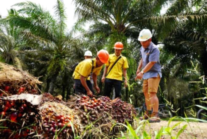Papan nama PT Cisadane Sawit Raya Tbk di area perkebunan kelapa sawit