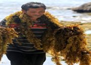 Peneliti BRIN meneliti rumput laut cokelat sebagai bahan baku sabun ramah lingkungan