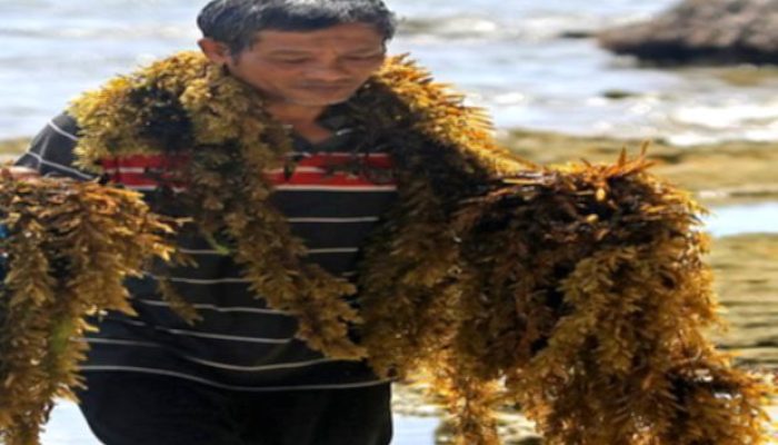 BRIN Olah Rumput Laut Cokelat Menjadi Sabun Ramah Lingkungan