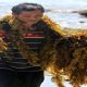 Peneliti BRIN meneliti rumput laut cokelat sebagai bahan baku sabun ramah lingkungan