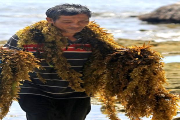 Peneliti BRIN meneliti rumput laut cokelat sebagai bahan baku sabun ramah lingkungan
