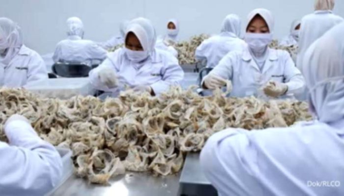 Abadi Lestari RLCO Luncurkan Produk Sarang Burung Walet Premium Domestik